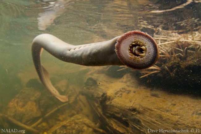 A freshly released a Pacific Lamprey suctions onto the smooth glass of an underwater camera dome, demonstrating its ability to easily rest between swimming bursts in swift currents. This fish is one of hundreds that have been released into Snake River tributaries in Nez Perce lands over the last decade.