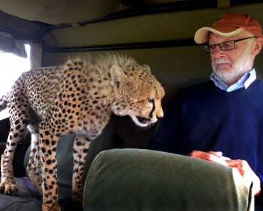 PIC FROM DAVID HORSEY / CATERS NEWS - (PICTURED: Irish tourist Mickey McCaldin gets a shock off a cheetah) -**TAKEN IN THE MAASAI MARA**A cheeky cheetah got up close and personal with a tourist on safari. With its razor sharp claws and teeth, this is one moggy you certainly dont want curling up in your lap. The bold big cat jumped into the back seat of the jeep and sauntered over to where Irish tourist Mickey McCaldin was sat. Family friend David Horsey captured the tense standoff between the pair as it looked like the cheetah was going to make himself comfortable on Mickeys lap. SEE CATERS COPY.