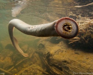 A freshly released a Pacific Lamprey suctions onto the smooth glass of an underwater camera dome, demonstrating its ability to easily rest between swimming bursts in swift currents. This fish is one of hundreds that have been released into Snake River tributaries in Nez Perce lands over the last decade.