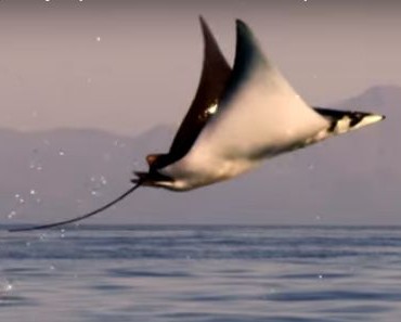 рыбы выходят из воды