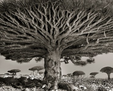 ancient-trees-beth-moon-8