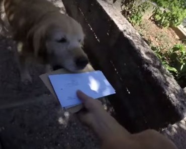 собака почта