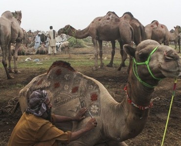 LAHORE, PAKISTAN - SEPTEMBER 21: A Pakistani camel trader decorates his camel for customer attraction at an animal market set up for the upcoming Muslim sacrificial festival "Eid al-Adha" on September 21, 2015 in Lahore, Pakistan. (Photo by Rana Irfan Ali /Anadolu Agency/Getty Images)
